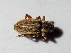 Polydrusus marginatus