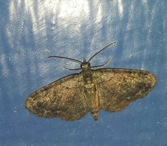 Pasiphila rectangulata