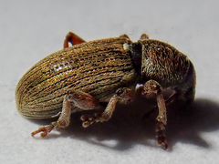Polydrusus marginatus