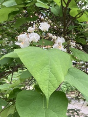 Catalpa speciosa