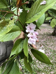 Prunus serrulata