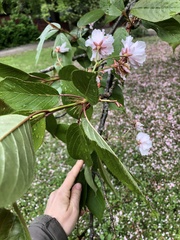 Prunus serrulata