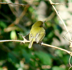 Hemitriccus nidipendulus