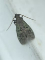 Cacotherapia flexilinealis