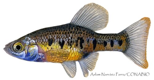 Barred Splitfin