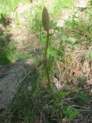 Equisetum sylvaticum