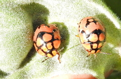 Steganocerus multipunctatus