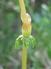 Equisetum sylvaticum
