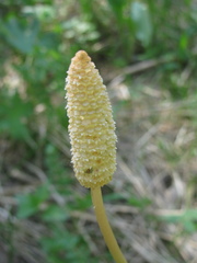 Equisetum sylvaticum