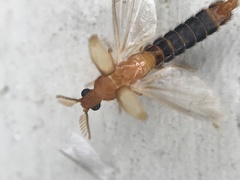 Distremocephalus texanus