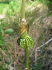 Equisetum sylvaticum