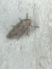 Ponana