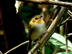 Poecilotriccus plumbeiceps