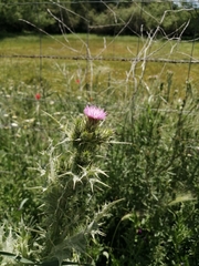 Carduus pycnocephalus