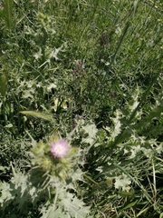 Carduus pycnocephalus