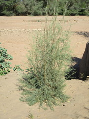 Tamarix usneoides