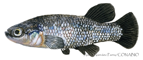 Rainbow Characodon