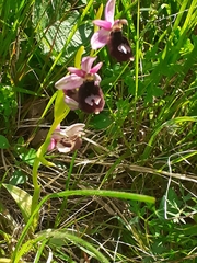 Ophrys bertolonii benacensis