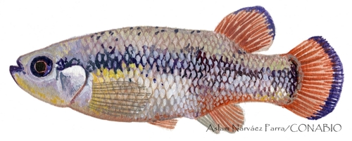 Rainbow Characodon