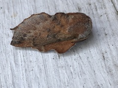 Phyllodesma ilicifolia