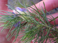 Psoralea speciosa