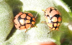 Steganocerus multipunctatus