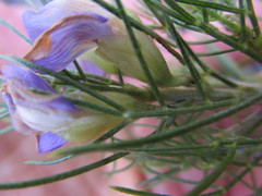 Psoralea speciosa