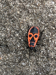Pyrrhocoris apterus