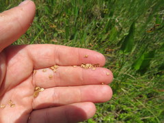 Carex vexans