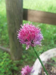 Allium