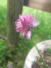 Allium