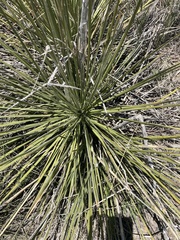 Yucca intermedia