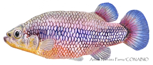 Rainbow Characodon