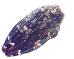 Brachys ovatus