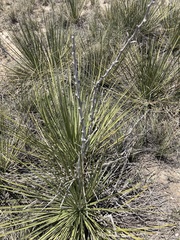 Yucca intermedia