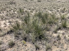 Yucca intermedia