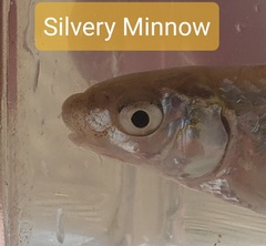 Hybognathus nuchalis