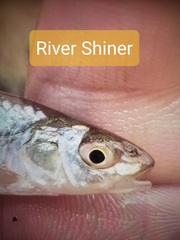 Hybognathus nuchalis