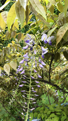 Wisteria sinensis