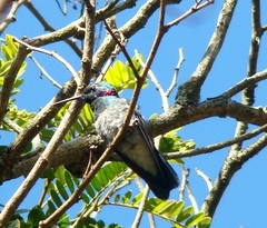 Colibri serrirostris