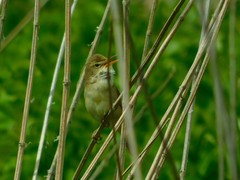 Acrocephalus palustris