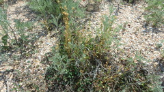 Holosteum umbellatum