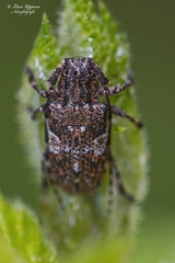 Mesosa nebulosa