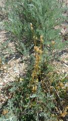 Holosteum umbellatum