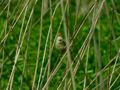 Acrocephalus palustris