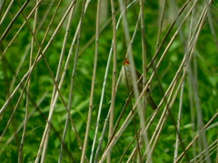 Acrocephalus palustris