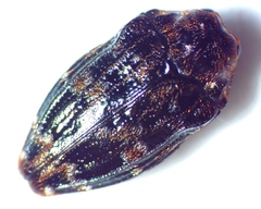 Brachys ovatus