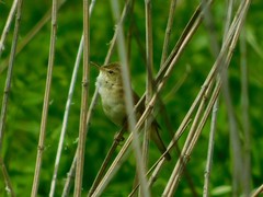 Acrocephalus palustris