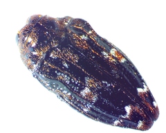 Brachys ovatus