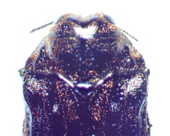 Brachys ovatus